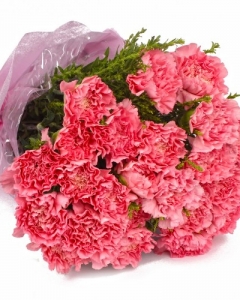 Pink Carnations